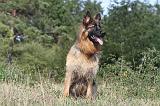 BERGER ALLEMAND 155
